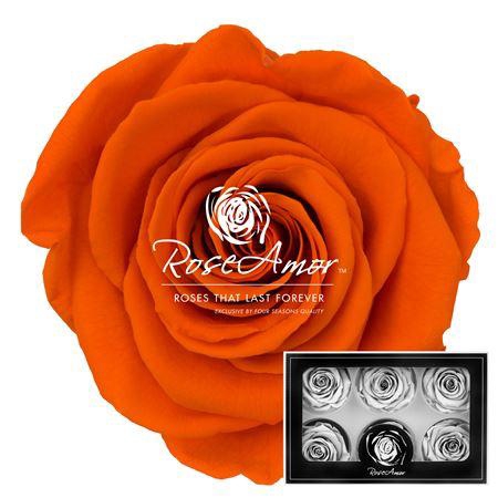 <h4>Lplus Ora02</h4>