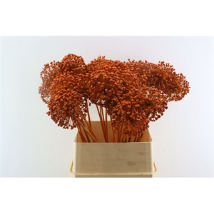 Allium Kbh Orange P St