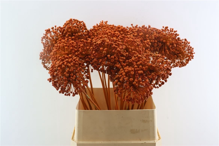 <h4>Allium Kbh Orange P St</h4>