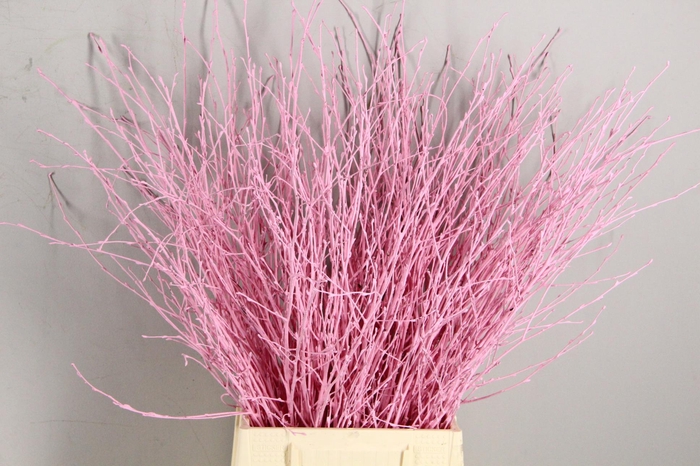 Betula Bs Paint Light Pink