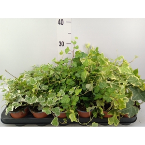 Hedera helix   ...mix 3