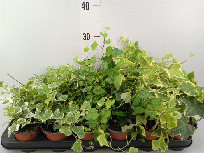 <h4>Hedera helix   ...mix 3</h4>