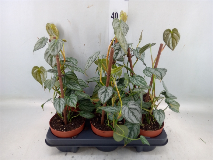 <h4>Philodendron brandtianum</h4>