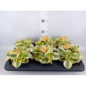 Peperomia obt. 'Obtipan Bicolor'