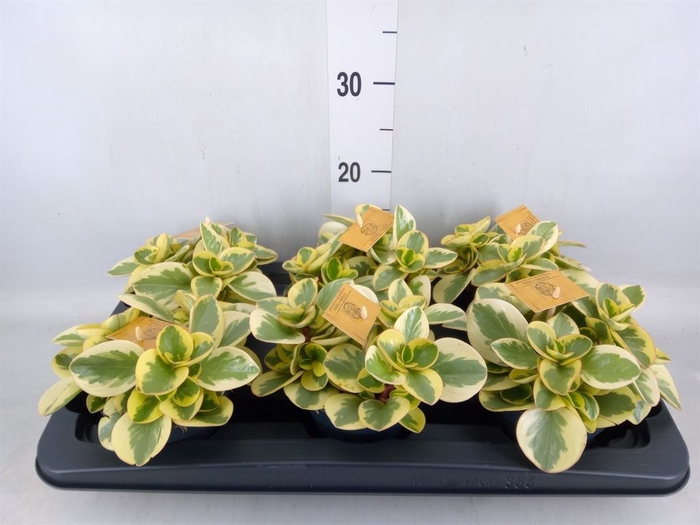 <h4>Peperomia obt. 'Obtipan Bicolor'</h4>