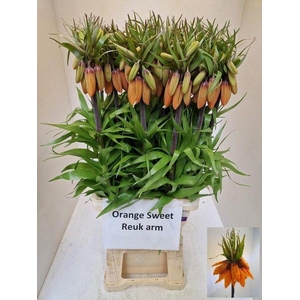 FRIT IMP ORANG SWEET