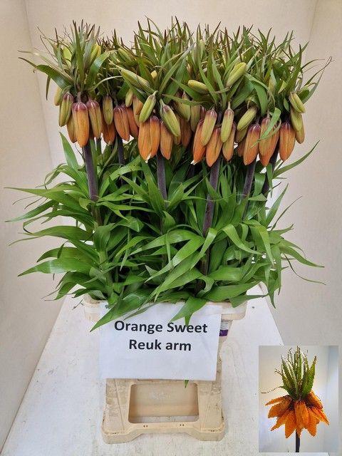 <h4>FRIT IMP ORANG SWEET</h4>