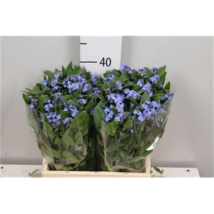 Myos Blauw Atlantis