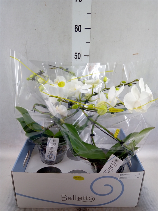 <h4>Phalaenopsis   ...white</h4>