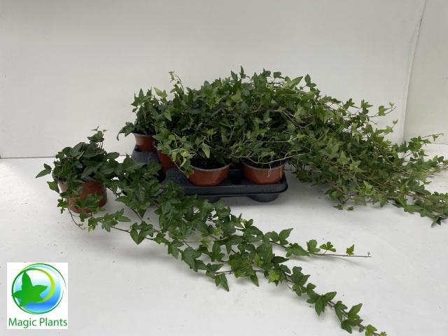 <h4>HED HE SHAMROCK</h4>