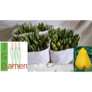 TU EN GOLDEN APELDRN