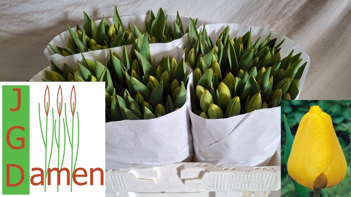 <h4>TU EN GOLDEN APELDRN</h4>