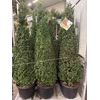 Buxus Sempervirens Pyramide