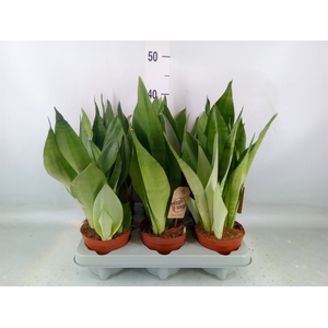 Sansevieria trifa. 'Moonshine'