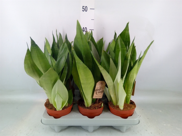<h4>Sansevieria trifa. 'Moonshine'</h4>