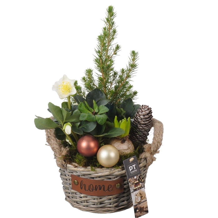 <h4>Arr.   Tuinplanten H%</h4>