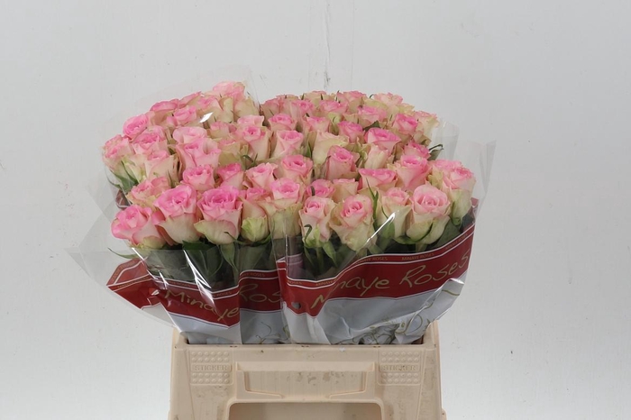 <h4>R Gr Lovely Jewel</h4>