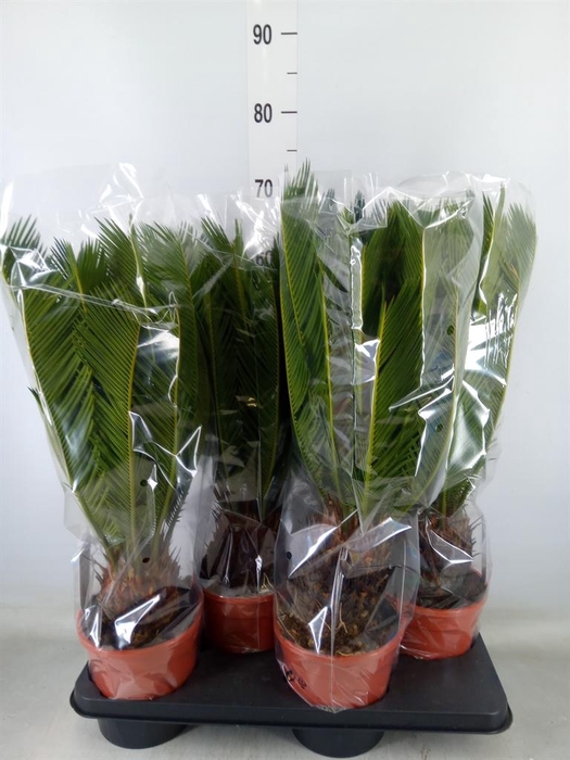 <h4>Cycas revoluta</h4>