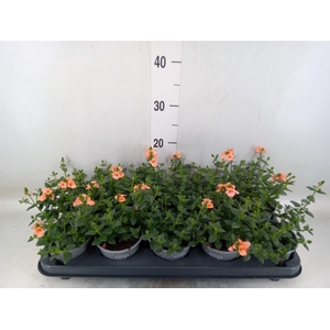 Diascia  'Piccadilly Salmon'