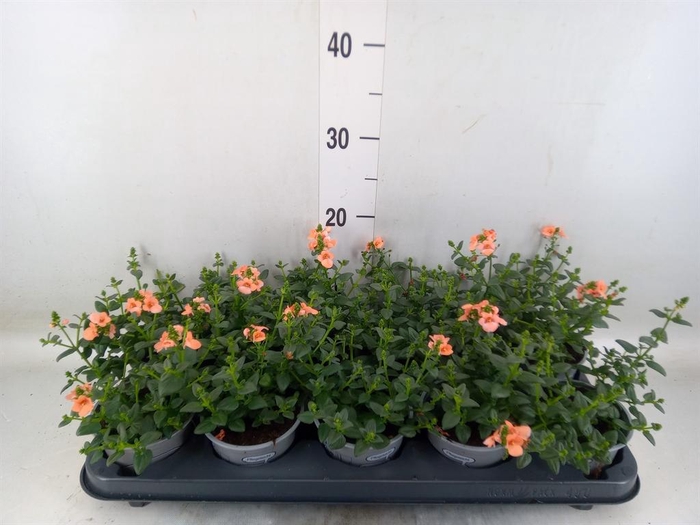 <h4>Diascia  'Piccadilly Salmon'</h4>