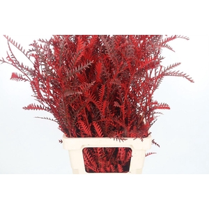 Grevilea Ivanhoe Kl Bh Rood