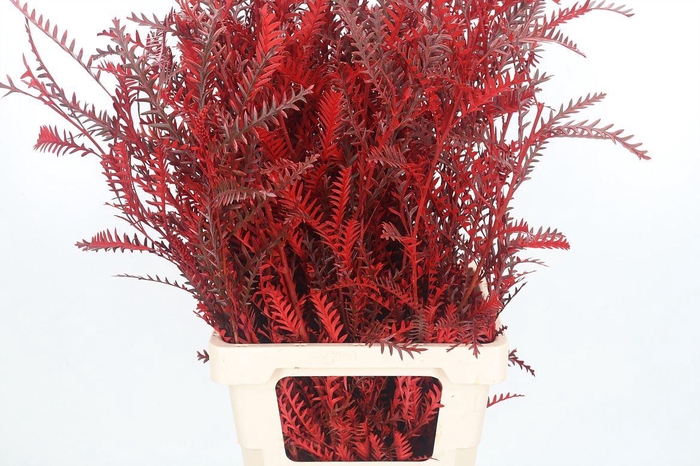 <h4>Grevilea Ivanhoe Kl Bh Rood</h4>