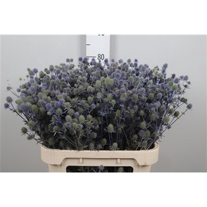Eryn Pl Blue Glitt