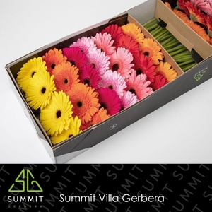 GE GR MIXED ON ROW NO WHITE