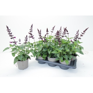 SALVIA OV