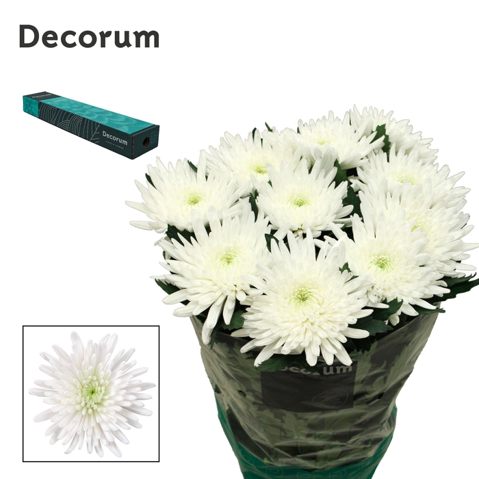 <h4>Chr G Topspin</h4>