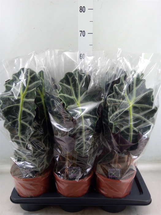 <h4>Alocasia amazonica 'Polly'</h4>