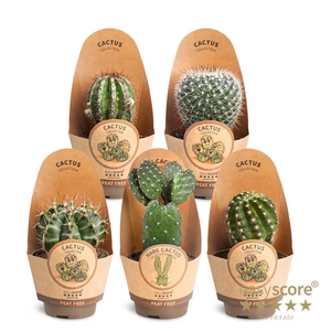 Cactus Collection