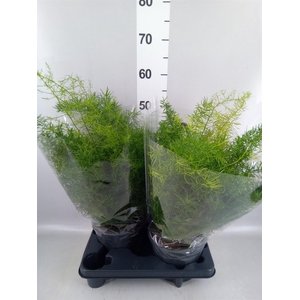 Asparagus dens. 'Sprengeri'
