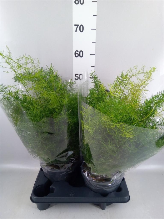 <h4>Asparagus dens. 'Sprengeri'</h4>