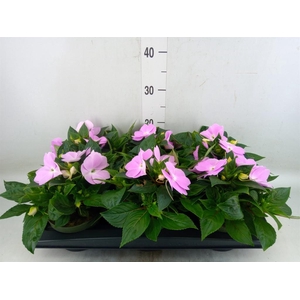 Impatiens NG 'Tamarinda Violet'