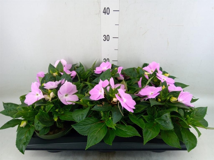 <h4>Impatiens NG 'Tamarinda Violet'</h4>