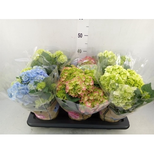 Hydrangea mac.   ...mix