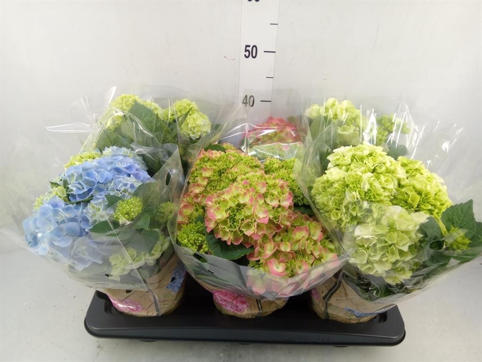 <h4>Hydrangea mac.   ...mix</h4>