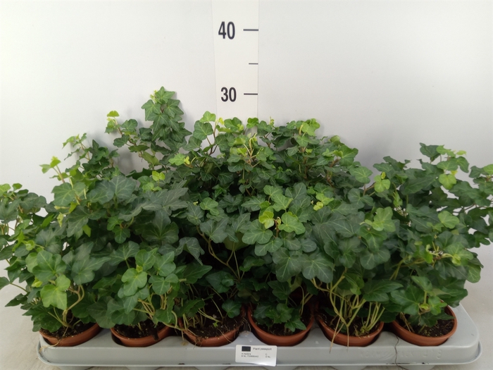 <h4>Hedera helix 'Wonder'</h4>