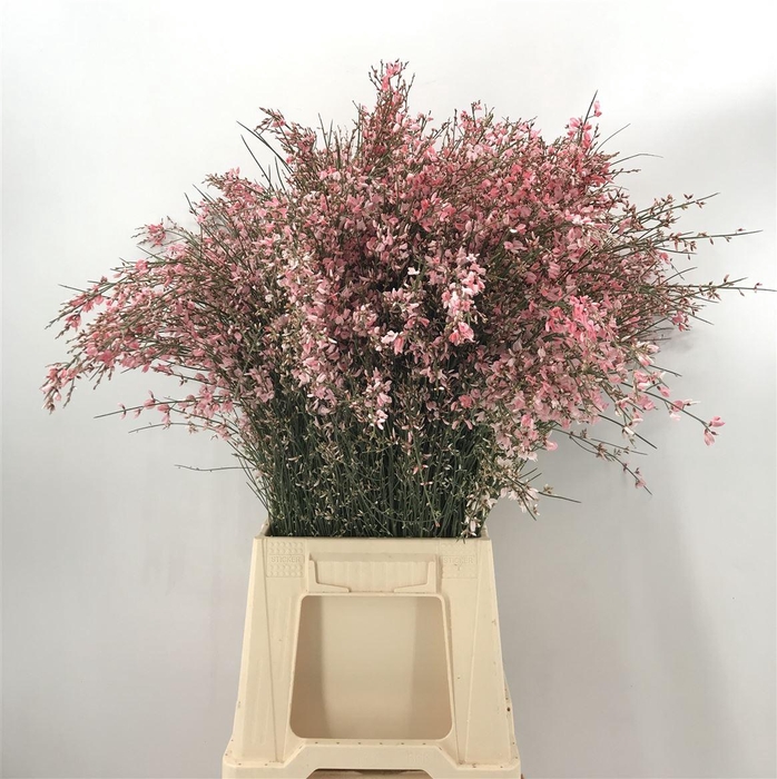 <h4>GENISTA 200 GR PINK</h4>