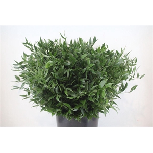 Ruscus Short 300gram P Bunch