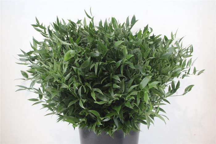 <h4>Ruscus Short 300gram P Bunch</h4>