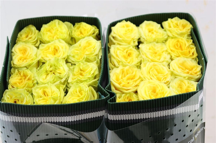 <h4>R Gr Starwalker</h4>