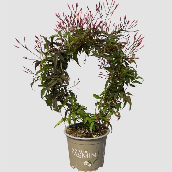 <h4>Jasminum polyanthum (roze)</h4>