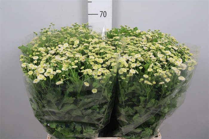 <h4>Tana Pa Rio</h4>