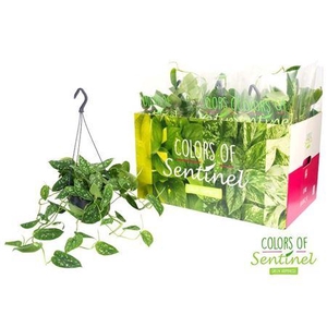 Scindapsus pictus argyraeus hang