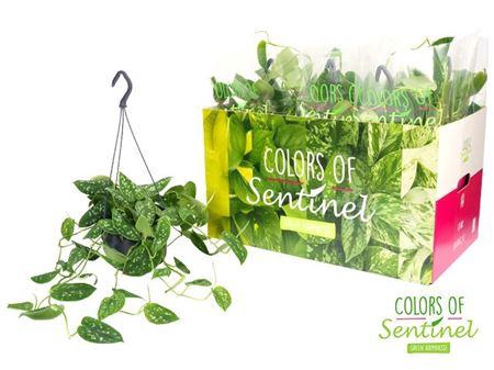 <h4>Scindapsus pictus argyraeus hang</h4>