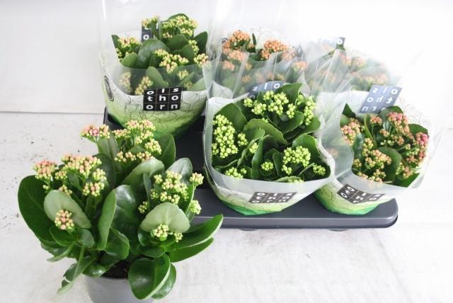 <h4>KAL GE GEM 4 KL</h4>