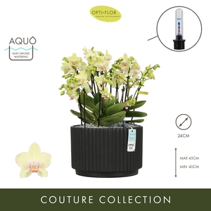 Arran. Boquetto Sensation Molise Dark Brown Aquo
