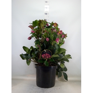 Helleborus  'Ice N Roses Red'